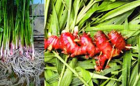 Simak dan ikuti petujuk agar hasil panen jahe merah melimpah. Cara Menanam Jahe Merah Dalam Polybag Atau Karung Bekas Tanaman Hias