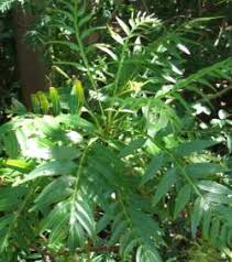 Image result for Erythrophysa