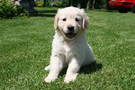 Image result for zlatý retrívr