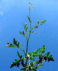 Image result for Parthenium