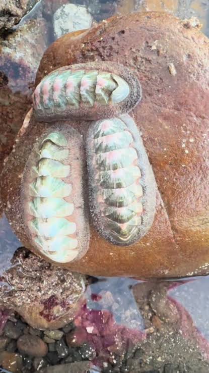 Chiton: Prehistoric Mollusk Found in Tide Pools