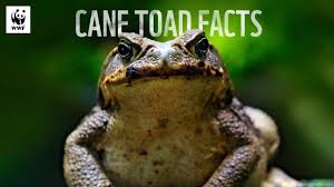 5 Facts About Cane Toads