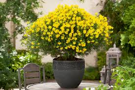 Image result for Genista