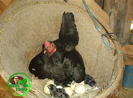 Berapa banyak telur yang dia letakkan setiap hari? Vidio 4 Induk Ayam Mengeram Telur Telurnya Di Sarang