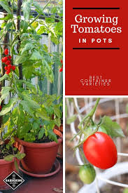 Be sure to water thoroughly, and fertilize properly with fertilizers formulated for tomatoes. Growing Tomatoes In Pots Best Varieties Gardening Channel
