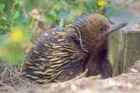 Four Incredible Echidna Facts Australian Native Animals Australia Animals Australian Mammals