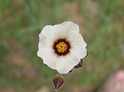 Image result for Sida hoepfneri