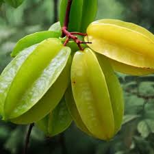 Image result for Averrhoa carambola