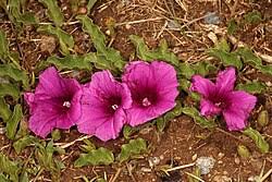 Image result for Turbina oblongata