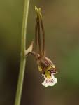 Image result for Eulophia longisepala