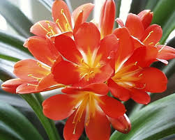 Image result for Clutia robusta