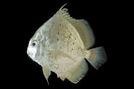 Ikan daun baru atau nama saintifiknya drepane punctata merupakan ikan air masin. Info Spesies Kenali Ikan Daun Baru Umpan
