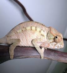 Baby Panther Girl Baby Chameleon Baby Panther Jackson Chameleon