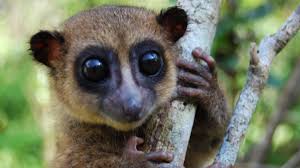 The name was originally given to the red slender loris (then lemur tardigradus) in 1754 by carl linnaeus. Fettschwanzmaki Neue Lemuren Art Entdeckt Welt