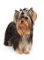 Female Yorkie With Bow