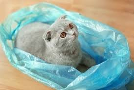 Reasons why cats eat plastic? Why Do Cats Like To Sit On Plastic Bags What To Know Faqcats Com