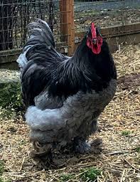 Ayam Hias Indonesia In 2020 Fancy Chickens Beautiful Chickens Chickens Backyard