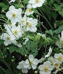 Japanese Anemones How To Grow And Care For These Fall Blooming Flowers Gardening From House To Home Fall Blooming Flowers Japanese Anemone Summer Flowers Garden