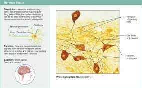 4 5 Nervous Tissue Is A Specialized Tissue Of The Nervous System Anatomy And Physiology Textbook Cell Processes Anatomy And Physiology