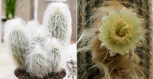 Cactus bloom flowers with the warmth of the sun between 70 and 90 degrees with sufficient water. Espostoa Lanata Peruvian Old Man Cactus World Of Succulents
