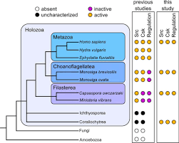 We did not find results for: Early Emergence Of Negative Regulation Of The Tyrosine Kinase Src By The C Terminal Src Kinase Journal Of Biological Chemistry