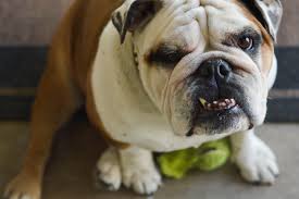 Fotograf Hayvan Sevimli Evcil Hayvan Portre Memeli Buldog Ezilmis Aile Seven Omurgali Komik Dis Poz Verdi Kopek Turu Burusuk Kirisikliklar Zorba Eski Ingiliz Bulldog Altini Cizmek Memeli Gibi Kopek Etobur Olde