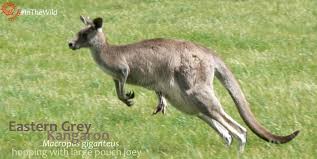 97 views · answer requested by 5 Kangaroo Joey Facts You Ve Never Heard Before Echidna Walkabout Tours