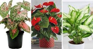 Itu kalau pokok hidup sihat membesar. Cantik Dalam Rumah Rupanya Jangan Letak Pokok Ini Sebab Beracun Dan Bahaya Pesona Pengantin