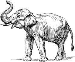 Free Free 178 Elephant Line Drawing Svg SVG PNG EPS DXF File