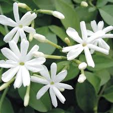 Image result for Jasminum