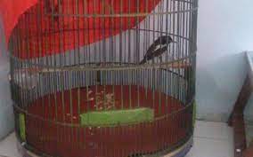 Burung Kacer Burung Cabut Bulu Bulu