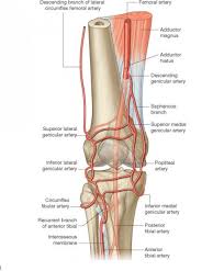 Anatomy Of The Knee Bones Muscles Arteries Veins Nerves Anatomy Of The Knee Knee Bones Muscle Anatomy