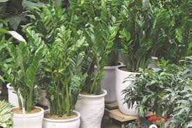 Plantes Porte Bonheur Populaires Du Nouvel An Lunaire Le Courrier Du Vietnam Plante Porte Bonheur Plante Porte Bonheur