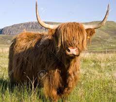 Little bill comes from a registered black sire and a red unregistered dam sire is tavish reg# 54,898 dam is mavis (beautiful bigger cow. Schottischen Highland Kuh Auf Der Isle Of Skye Lizenzfreie Fotos Bilder Und Stock Fotografie Image 3136690