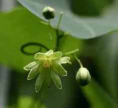 Image result for Adenia zambesiensis