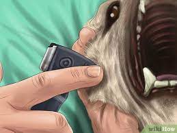 4 Ways To Care For A Greyhound - Wikihow Pet