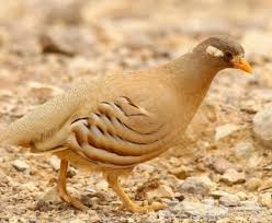 Guide d'identification des oiseaux (le nord africain) Ø¬ÙˆØ² Ø·Ø§Ø¦Ø± Ø­Ø¬Ù„ Ø±Ù…Ù„ÙŠ Ø§Ùˆ ØµÙØ±Ø¯ Ø¨Ø±ÙŠ