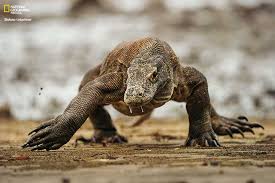 'essa indicação vem para expandir a potência do nosso recado para o mundo'. O Lagarto Mais Monstruoso Da Terra
