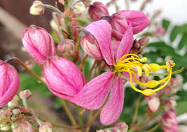 Image result for Cassia javanica