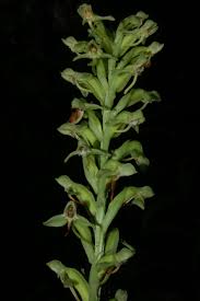 Image result for Habenaria huillensis