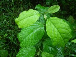 Image result for Ehretia cymosa