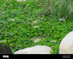 Image result for Marsilea minuta