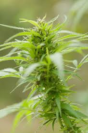 Image result for Cannabaceae