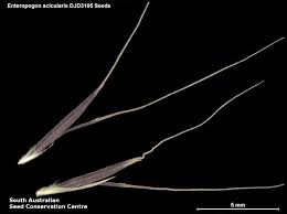 Image result for Enteropogon