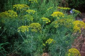 Image result for Anethum