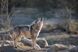 Présence du loup dans les pyrénées orientales en 2018. Ou Vit Le Loup En France Un Site Officiel Lance Sur Fond De Tensions