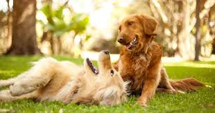 Check out this list from infoplease that includes names for baby animals and what male and female animals are commonly called. Male And Female Dog Behavior Differences
