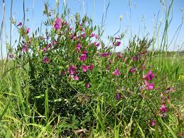 Image result for Vicia sativa