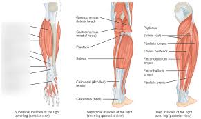 Cram.com makes it easy to get the grade you want! Lower Leg Map Diagram Quizlet