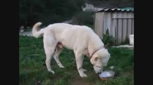 Super Bir Akbas Kangal Izlesene Com